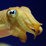 a_cuttlefish