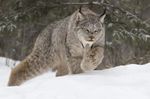Lynx.jpeg