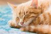 Orange-tabby-cat-sleeping-with-eyes-closed.jpg